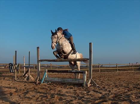Knabstrupper Zeus R.I.P - han er bare cool.. billede 10