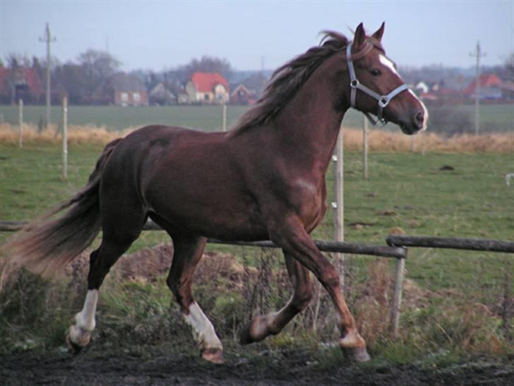 Welsh Cob (sec D) Sondergardens Look At Me  - Jeg giver kun begrundelse for lav. Ellers læs det jeg har skrevet under kommentarer. Husk på at kommentarerne er til at kommenterer hesten, og ikke andet! Derfor vil personer der bliver ved med at bryde denne regel blive meldt til HA´erne!!! billede 1
