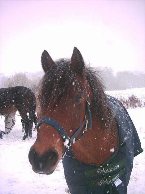 New Forest Kvægenbjergs Scheik RIP - Scheik i sneen <3 Fotograf: Mig billede 10
