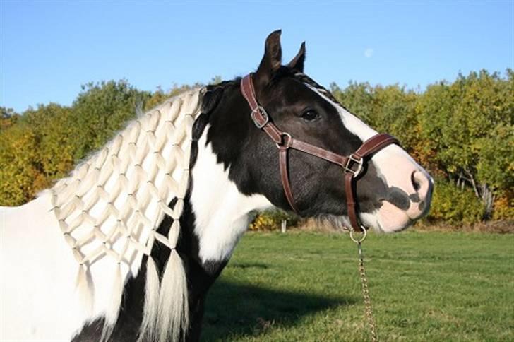 Tinker Seamus billede 4