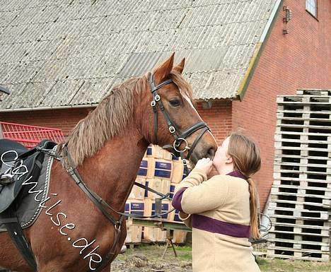 Welsh Cob (sec D) Sondergardens Look At Me  billede 2