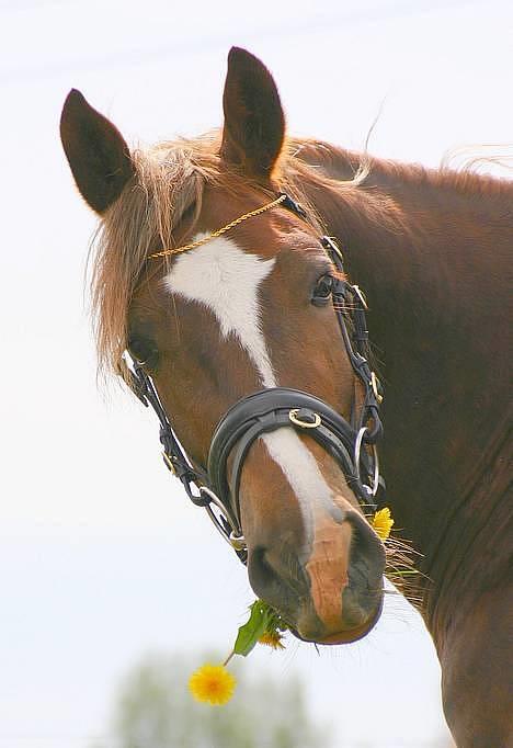 Welsh Cob (sec D) Sondergardens Look At Me  billede 3