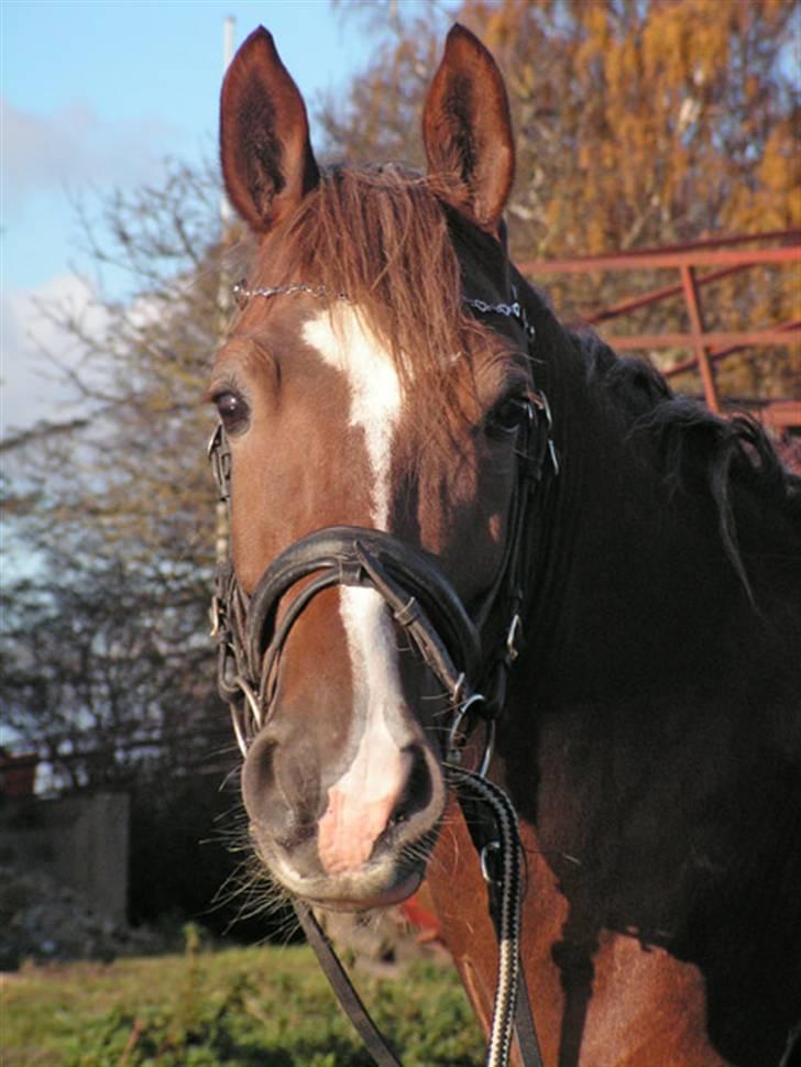 Welsh Cob (sec D) Sondergardens Look At Me  billede 4