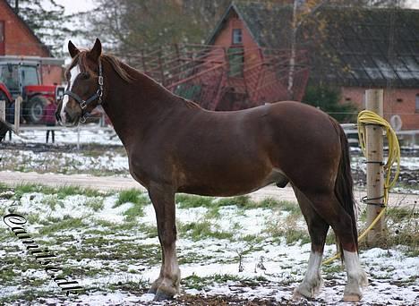 Welsh Cob (sec D) Sondergardens Look At Me  billede 5