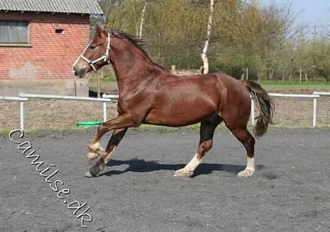 Welsh Cob (sec D) Sondergardens Look At Me  billede 6
