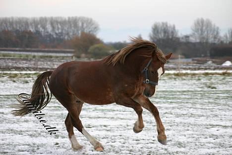 Welsh Cob (sec D) Sondergardens Look At Me  billede 7