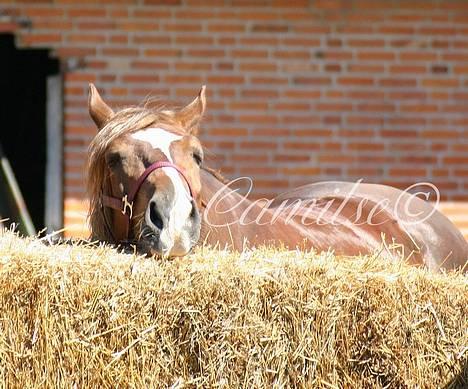 Welsh Cob (sec D) Sondergardens Look At Me  billede 8