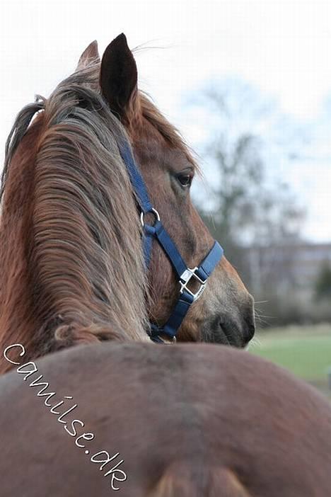 Welsh Cob (sec D) Sondergardens Look At Me  billede 9