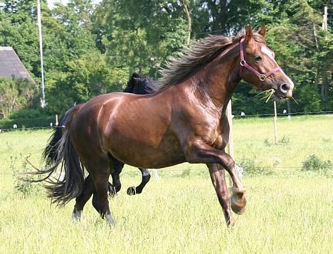 Welsh Cob (sec D) Sondergardens Look At Me  billede 10
