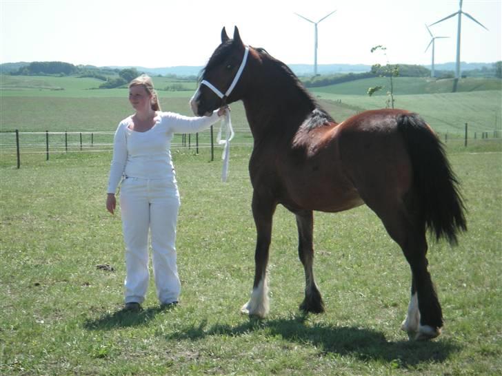 Welsh Cob (sec D) Lillelunds D'Artagnan - Tanni til fyns juni show, han fik en 3 plads, jeg er meget stolt! billede 1
