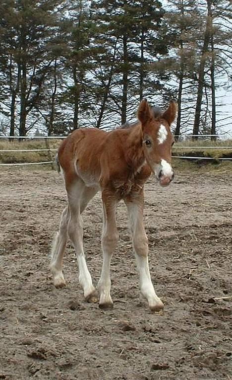 Welsh Cob (sec D) Lillelunds D'Artagnan - Dartanian er ude for første gang, to dage gammel billede 2