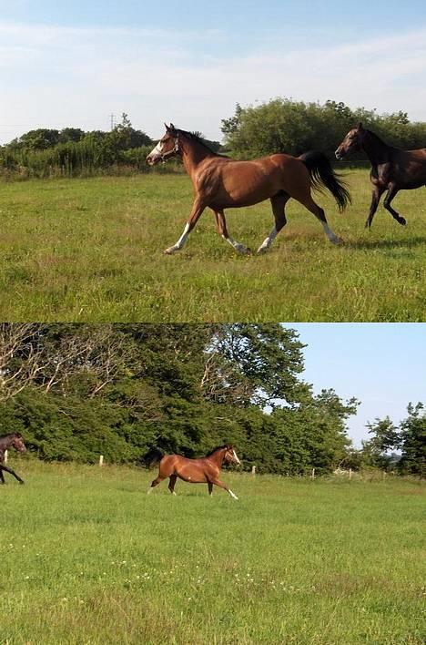 DSP Sønderlunds Chateau  - Fuld fart på marken ;D billede 3