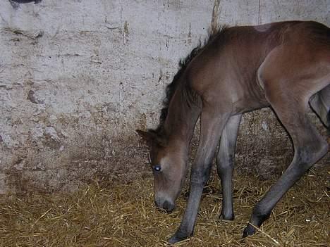 Anden særlig race Miss Katie  - Igen.... billede 2