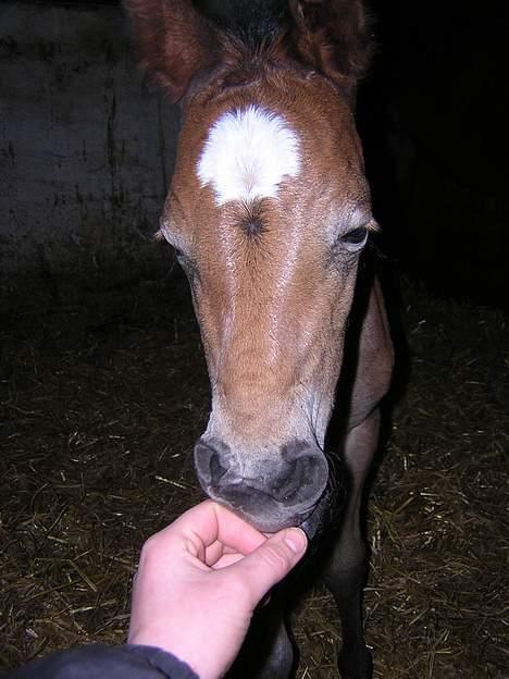 Anden særlig race Miss Katie  - Hoved billede .... =) billede 3