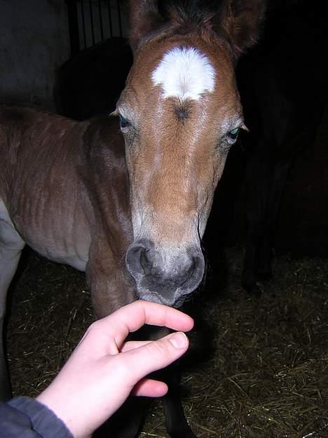 Anden særlig race Miss Katie  - Igen... =) billede 4