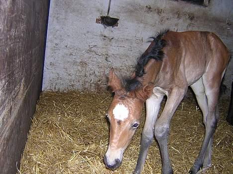 Anden særlig race Miss Katie  - Der hun ved at falde.... :P billede 5