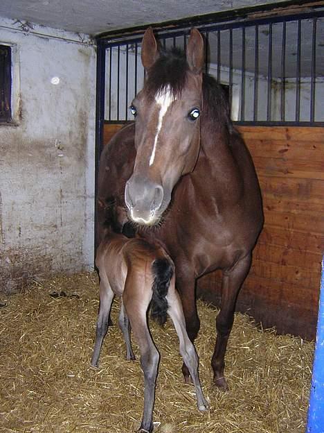 Anden særlig race Miss Katie  - Her er hun så sammen med sin stolte mor............ billede 6