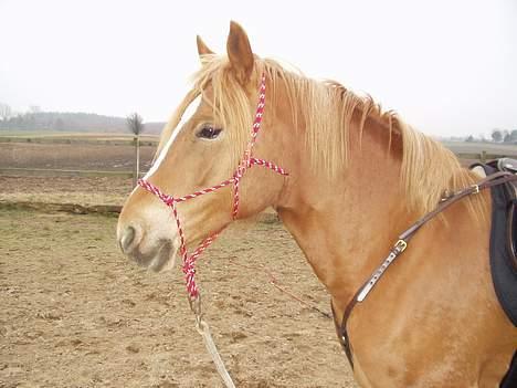 Anden særlig race Campari billede 1