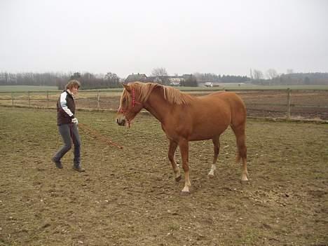 Anden særlig race Campari billede 2