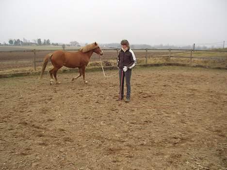 Anden særlig race Campari billede 3