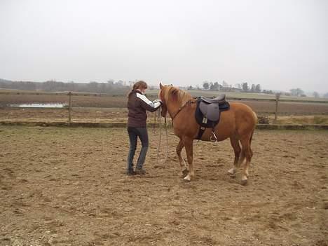 Anden særlig race Campari billede 4