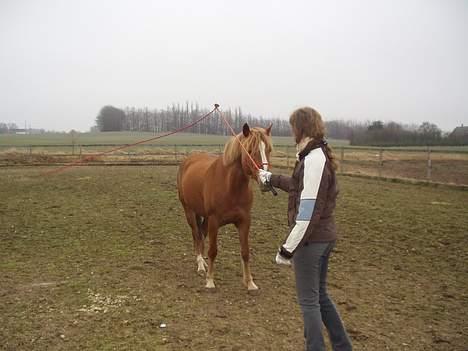 Anden særlig race Campari billede 5