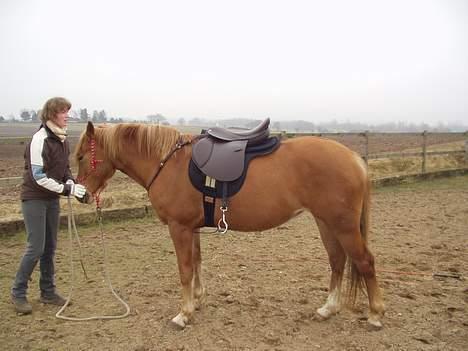 Anden særlig race Campari billede 7