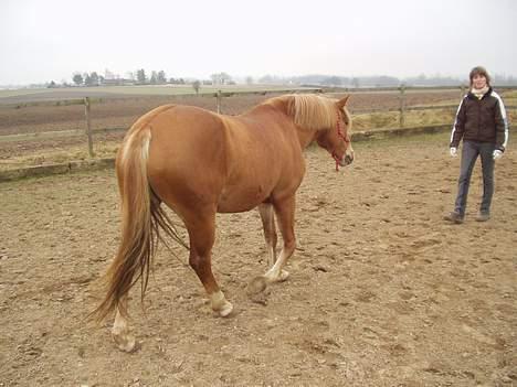 Anden særlig race Campari billede 9