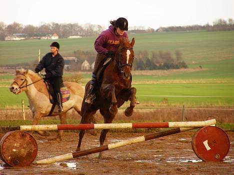Anden særlig race Mariska *Lady* - Her springer vi så ;D Dette er et billede af første gang vi rigtig springer sammen.
Fotograf: Sophie Andersen  billede 10