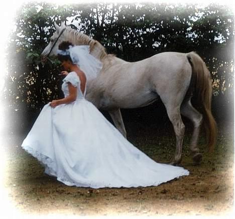 Arabisk fuldblod (OX) Basta R.I.P. blev 27½ år - Basta & jeg til mit bryllup i 1995 billede 2