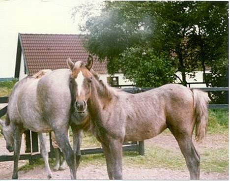 Arabisk fuldblod (OX) Basta R.I.P. blev 27½ år - Basta 1980 billede 3