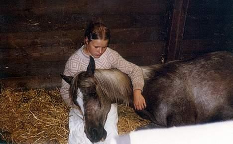 Arabisk fuldblod (OX) Basta R.I.P. blev 27½ år - Basta & jeg på Varde dyreskue 1981,Basta var træt :-) billede 4