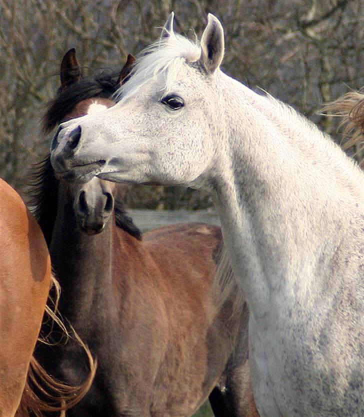 Arabisk fuldblod (OX) Samarrah SCID/CA fri - Samarrah 19 år 2009 billede 1