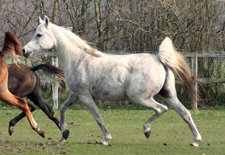 Arabisk fuldblod (OX) Samarrah SCID/CA fri - Samarrah 19 år 2009 billede 2