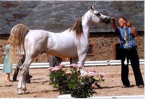 Arabisk fuldblod (OX) Wisdom El Masran (R.I.P.) - Wisdom El Masran & Torben billede 3