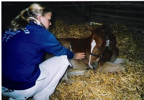 Frederiksborg B.C. Sedna af Nordmarken - her hviler Sedna sig og det er mig der nusser med hende.. det er også fra dyreskuet i Odense.. billede 5