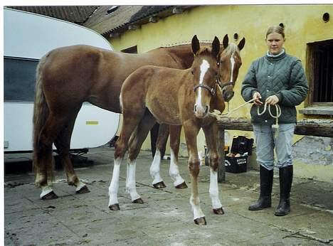 Frederiksborg B.C. Sedna af Nordmarken - her er Sedna ved at blive gjordt klar til at tage på skue.. men hun har næsten ikk tid for hun er meget nysgerrig.. he he.. billede 6
