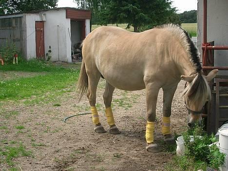 Fjordhest Freja †RIP 23/11-2010 billede 7