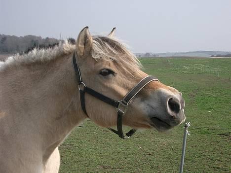 Fjordhest Freja †RIP 23/11-2010 - Vriinsk billede 5