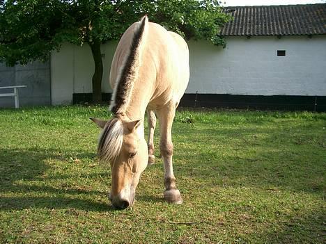 Fjordhest Freja †RIP 23/11-2010 - Mums. billede 4