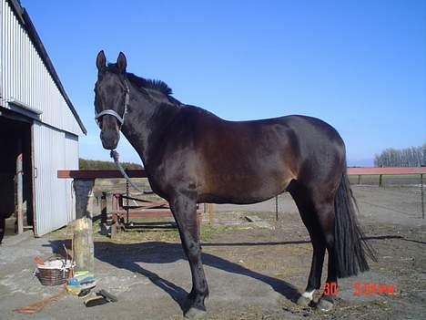 Dansk Varmblod Bernando billede 6