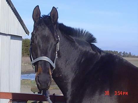 Dansk Varmblod Bernando billede 7