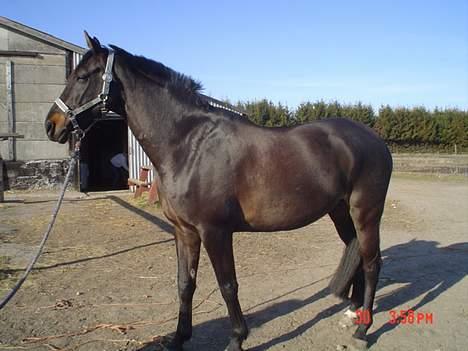 Dansk Varmblod Bernando billede 8