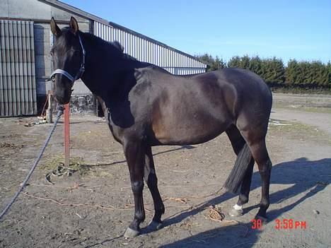 Dansk Varmblod Bernando billede 9