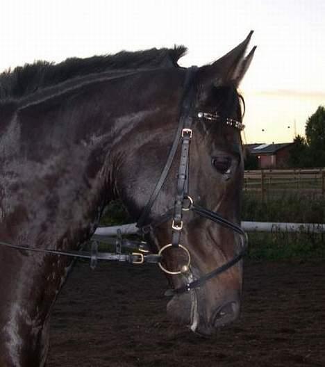 Dansk Varmblod Bernando billede 10