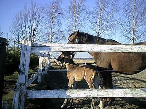 Anden særlig race Miss Katie  billede 7
