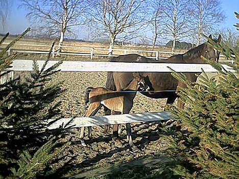 Anden særlig race Miss Katie  billede 8