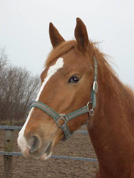 Frederiksborg B.C. Sedna af Nordmarken - Sedna på folden.. billede 7