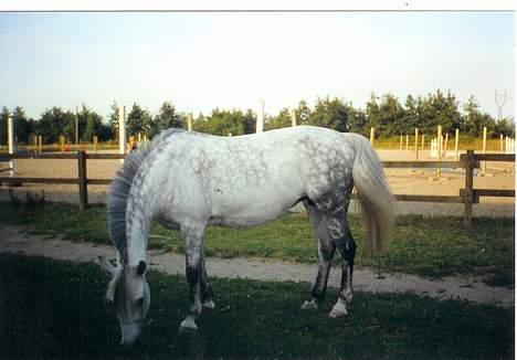 New Forest Chilli <33 My angel <33 † - Gammelt billed, (sommeren 2001 ?) Sommeren før jeg købte hende..(lejede hende før hun blev min ) billede 10