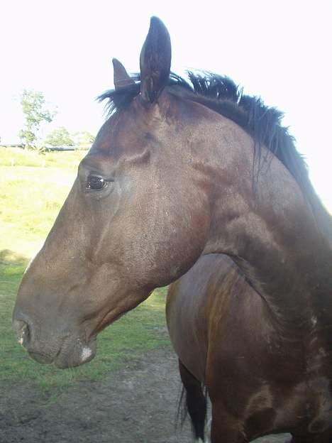 Oldenborg Come back Jack - Smukt hoved ikke billede 1